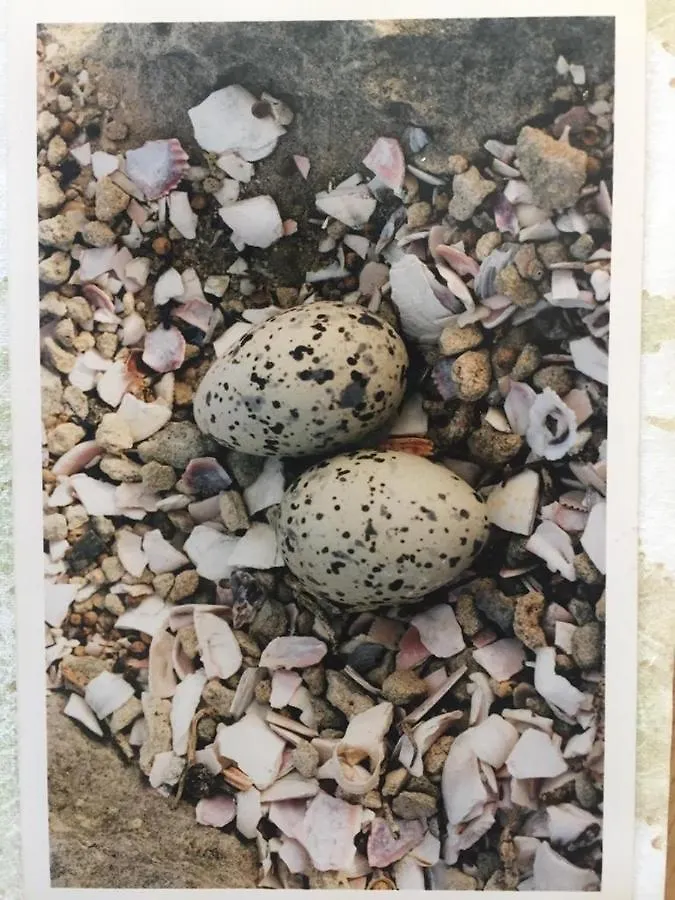 The Speckled Egg, 4 Promenade Rd, Lakeside, Kapstadt